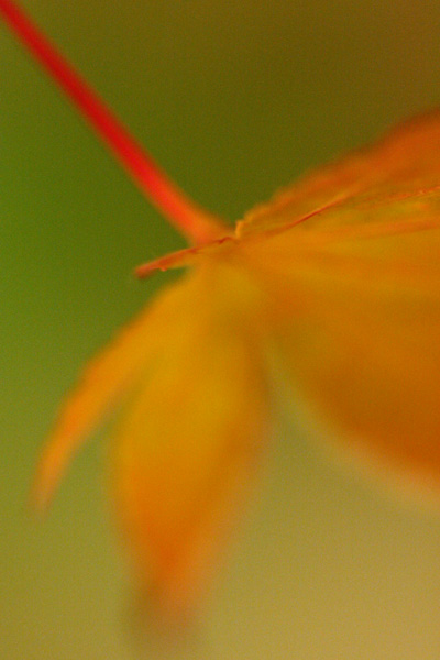 autumn acer macro