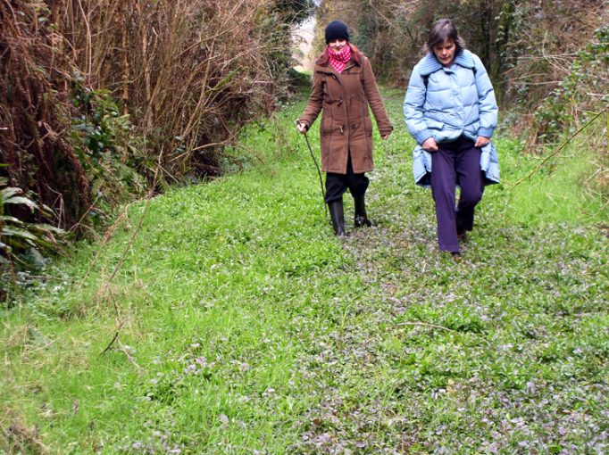 walking through watercress