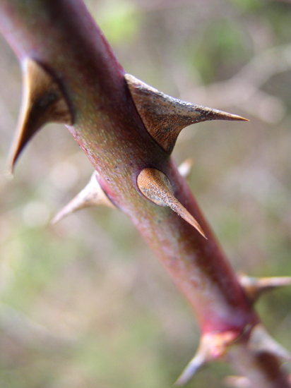 thorns