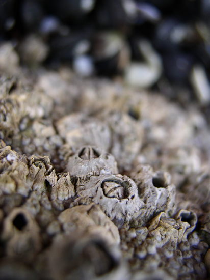 barnacles II