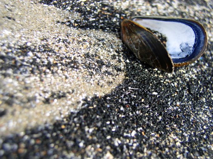 mussel shell