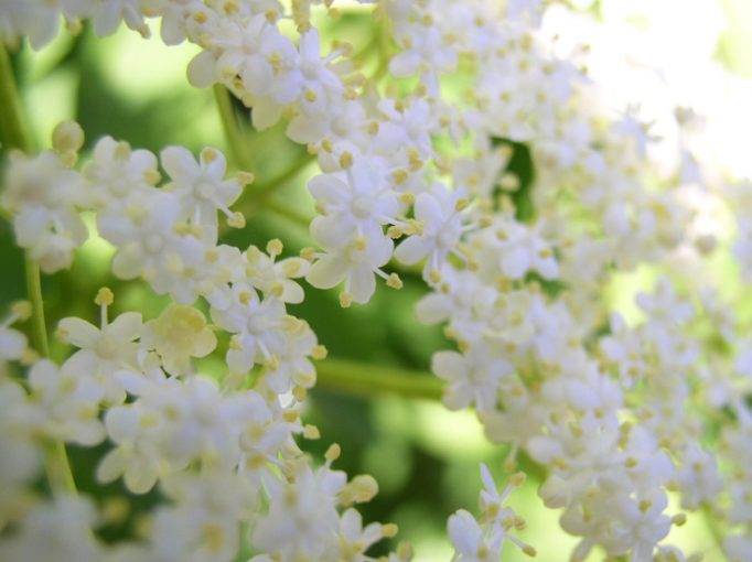 elderflower