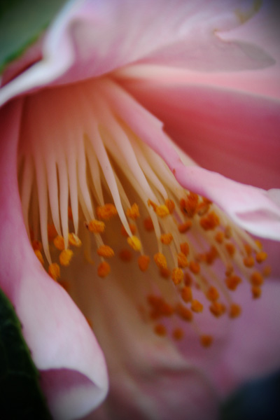 camellia stamens