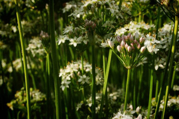 wild garlic