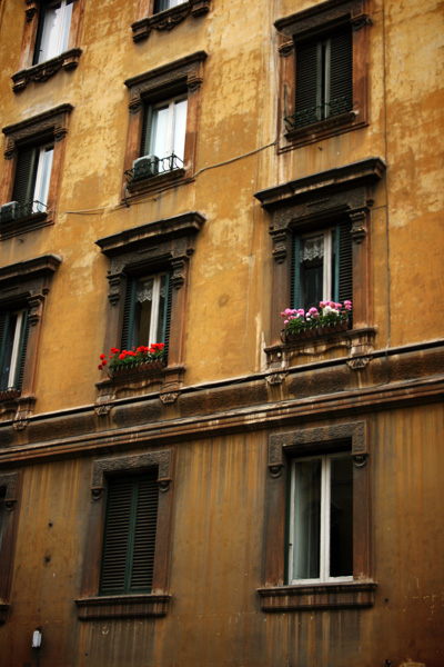 geranium window boxes