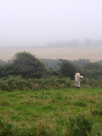 misty blackberry picking