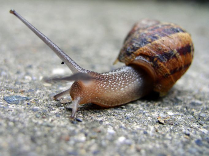 snail