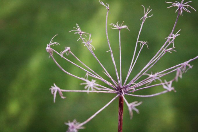 last year’s fennel