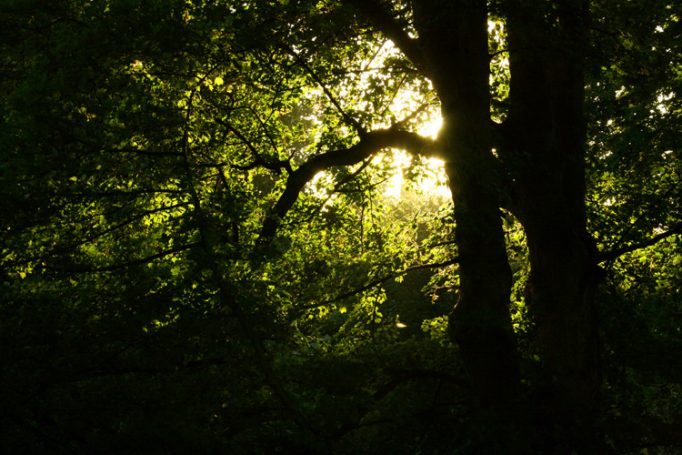 sun behind a tree