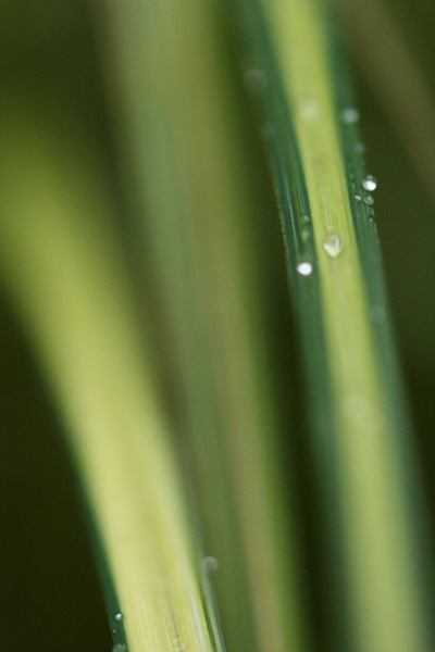 macro grasses