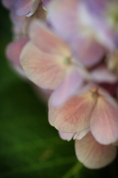 soft focus hydrangea