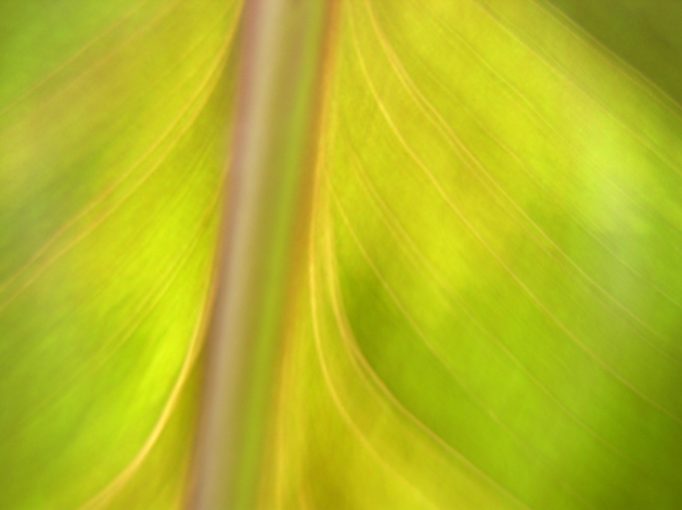 leaf