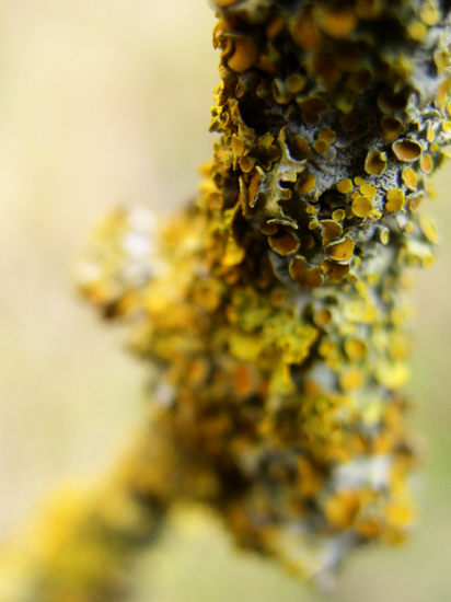 lichen