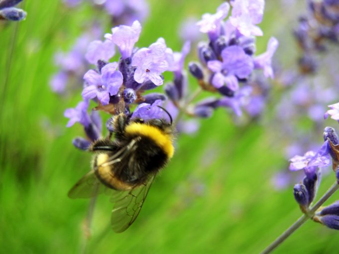 bee & lavander