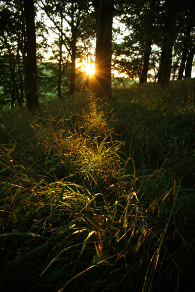 sun… tree…