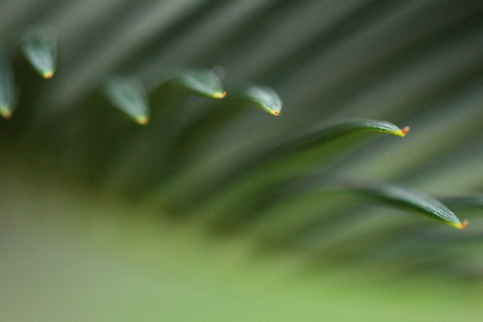 conifer leaves