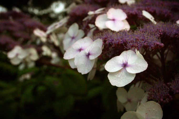 late summer hydrangea