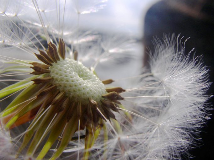 dandelion