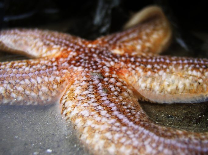 starfish sea monster