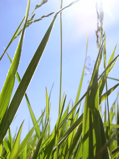 grass & sun