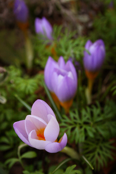 spring crocii