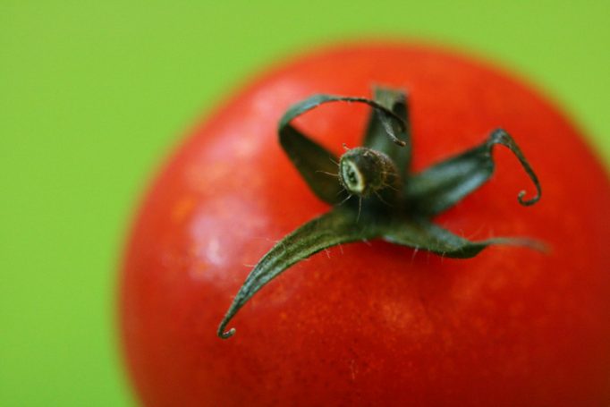 macro tomato