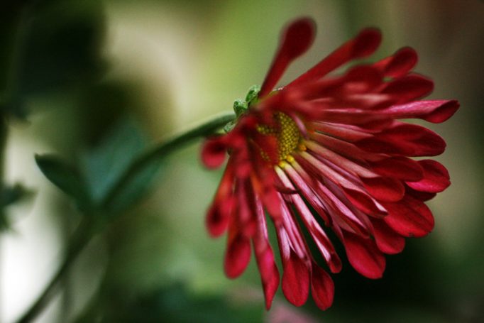 curled petals