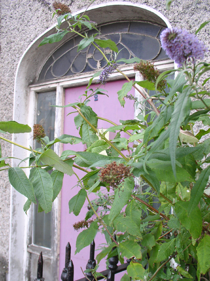 lilac door