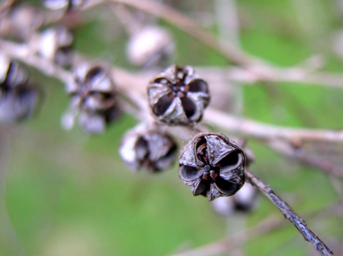 seed pods