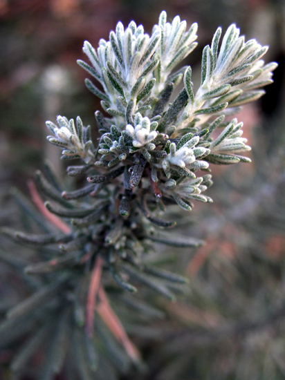 winter rosemary