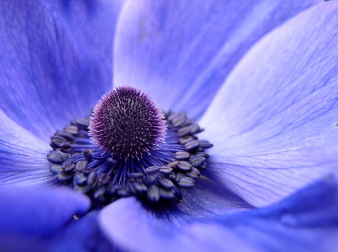 blue flower