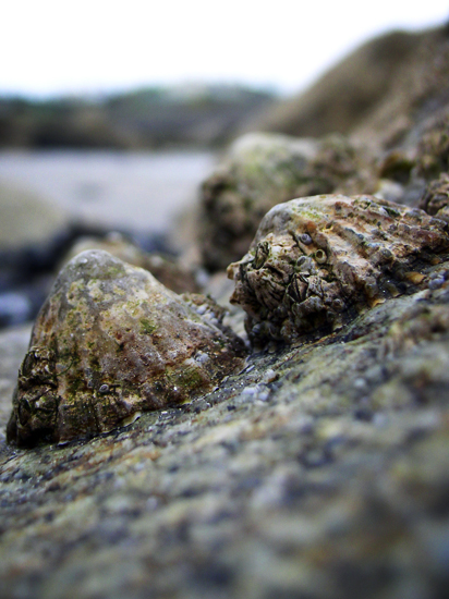 limpets