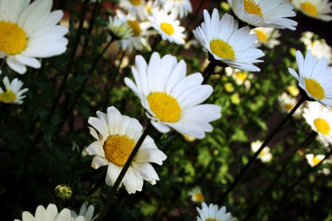 daisies