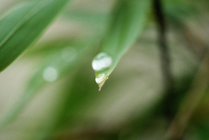 bamboo raindrop