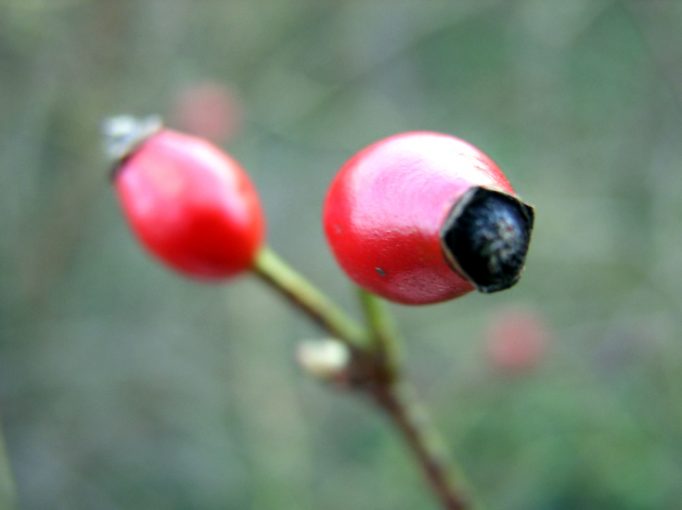 rose hips