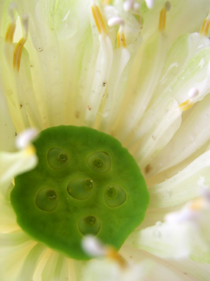 lotus seeds