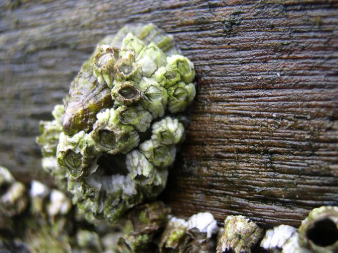 barnacle encrusted limpet