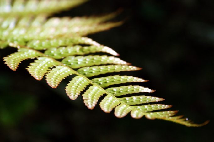 fern