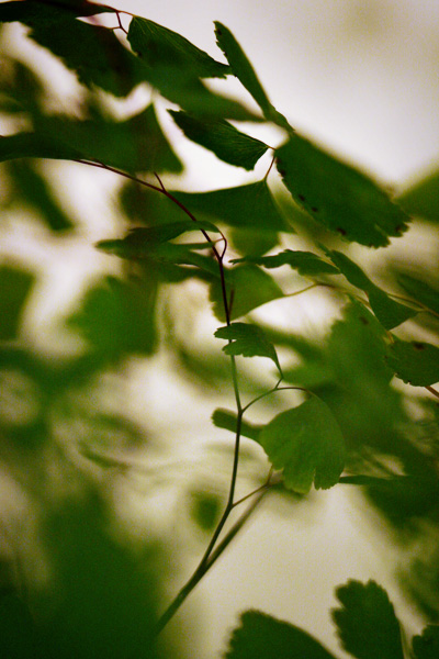 maidenhair fern