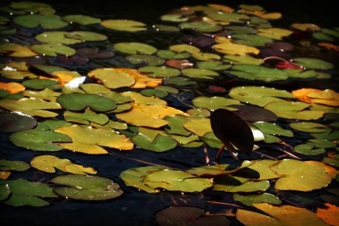 water lilies