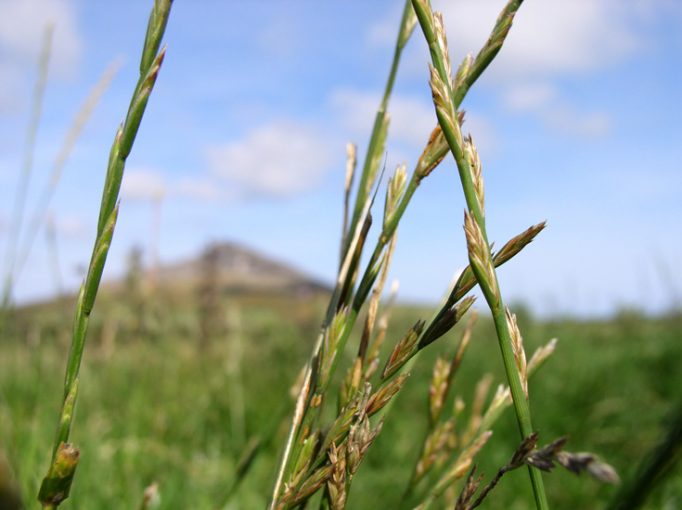 grasses, sugarloaf