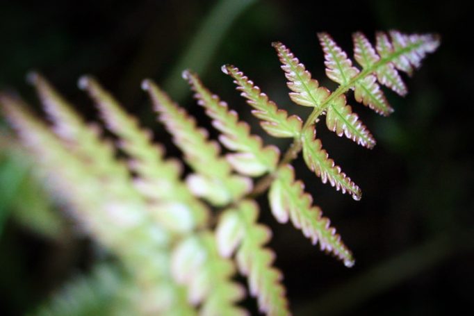another fern