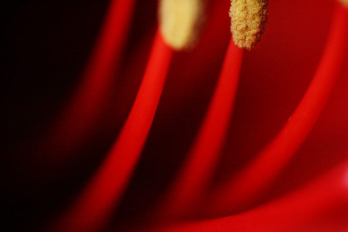 amaryllis study II