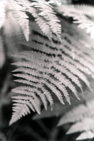 ferns