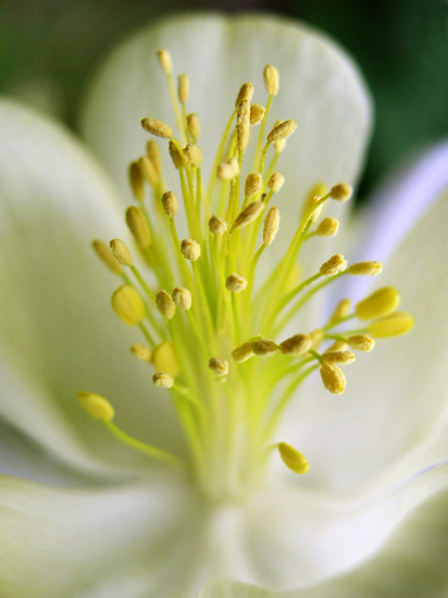 stamens