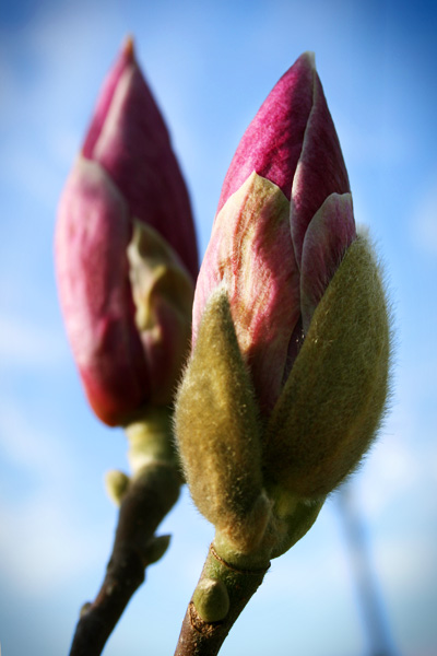 magnolia