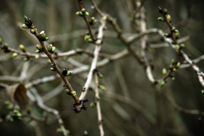 branches