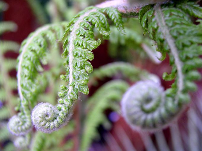 more ferns