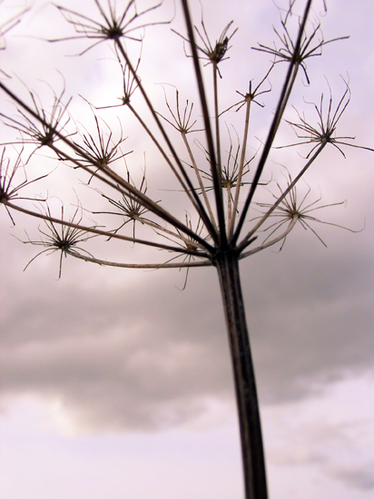 cowparsley