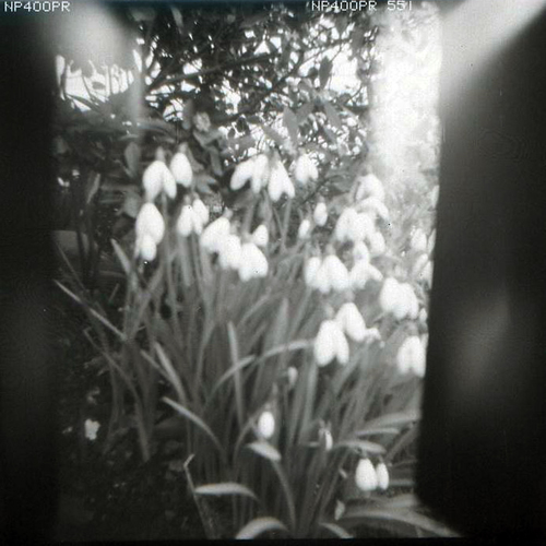 holga snowdrops I